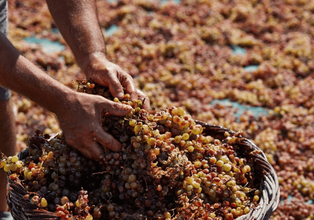 A man in Santorini picks grapes from a basket, surrounded by the island's picturesque landscape and vibrant colors